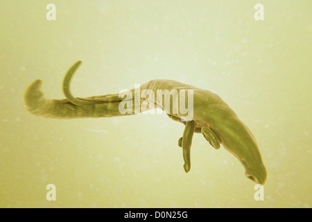 Schistosomiasis noto anche come la febbre di lumaca è un parassita malattia causata worm parassita genere Schistosoma. adulti femmine e maschi sono Foto Stock