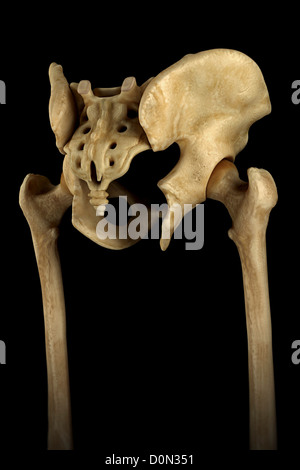 Parte posteriore vista di tre quarti di un modello anatomico della pelvi maschile, sacrum e articolazioni dell'anca. Foto Stock