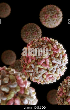 Struttura virus Sindbis (PDB 1LD4). SINV è membro della famiglia Togaviridae nella sottofamiglia alfavirus. Negli esseri umani virus è trasmesso Foto Stock