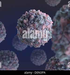 Struttura del Sabin il ceppo di tipo 3 di polio virus (PDB 2PLV). Foto Stock