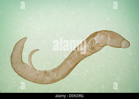 Schistosomiasis noto anche come la febbre di lumaca è un parassita malattia causata worm parassita genere Schistosoma. adulti femmine e maschi sono Foto Stock