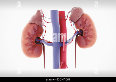 Reni umani alimentazione di sangue. destra sinistra i reni sono trasparenti rivelano calice interno strutture. le ghiandole surrenali sono presenti anche Foto Stock