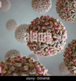 Struttura virus Sindbis (PDB 1LD4). SINV è membro della famiglia Togaviridae nella sottofamiglia alfavirus. Negli esseri umani virus è trasmesso Foto Stock