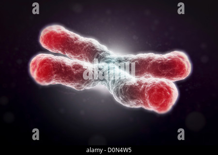 Un telomere è la regione di sequenza di DNA cromosoma di estremità. La loro funzione è di proteggere le estremità del cromosoma degradating. Qui sono visibili Foto Stock