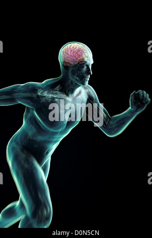 Una volata figura maschile con il cervello e gli organi interni visibile entro il corpo. Foto Stock