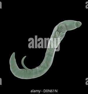 Schistosomiasis noto anche come la febbre di lumaca è un parassita malattia causata worm parassita genere Schistosoma. adulti femmine e maschi sono Foto Stock