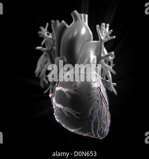 Vista anteriore del cuore con dei vasi coronarici set visibile contro uno sfondo nero. Foto Stock