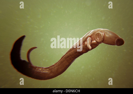 Schistosomiasis noto anche come la febbre di lumaca è un parassita malattia causata worm parassita genere Schistosoma. adulti femmine e maschi sono Foto Stock