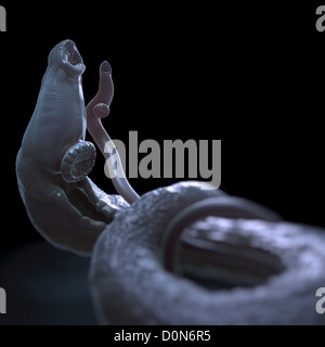 Schistosomiasis noto anche come la febbre di lumaca è un parassita malattia causata worm parassita genere Schistosoma. adulti femmine e maschi sono Foto Stock