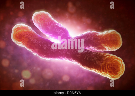 Un telomere è la regione di sequenza di DNA cromosoma di estremità. La loro funzione è di proteggere le estremità del cromosoma degradating. Qui sono visibili Foto Stock