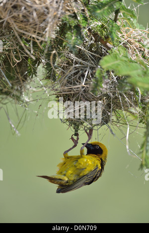 Speke's Weaver (Ploceus spekei) maschio costruendo il suo nido Soysambu santuario - Kenya Foto Stock