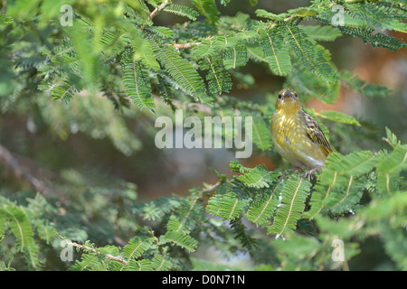 Speke's Weaver (Ploceus spekei) femmina appollaiato su un ramo Soysambu santuario - Kenya Foto Stock