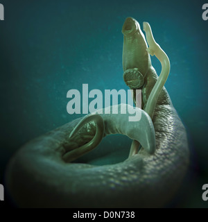 Schistosomiasis noto anche come la febbre di lumaca è un parassita malattia causata worm parassita genere Schistosoma. adulti femmine e maschi sono Foto Stock