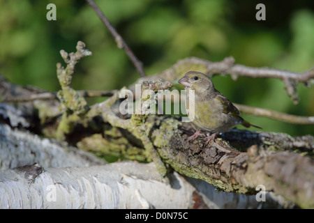 Verdone europeo (Carduelis chloris - Chloris chloris) femmina appollaiato su un ramo di morti Foto Stock