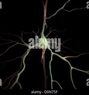 Neuroni piramidali o cellule piramidali sono di tipo neurone trovati nel cervello comprese le regioni come la corteccia cerebrale ippocampo Foto Stock