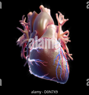 Vista anteriore del cuore con dei vasi coronarici set visibile contro uno sfondo nero. Foto Stock