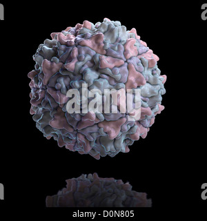 Struttura del Sabin il ceppo di tipo 3 di polio virus (PDB 2PLV). Foto Stock