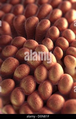 Vista ravvicinata dei villi intestinali piccole dita che sporgono rivestimento epiteliale parete intestinale aiuto in aumento Foto Stock