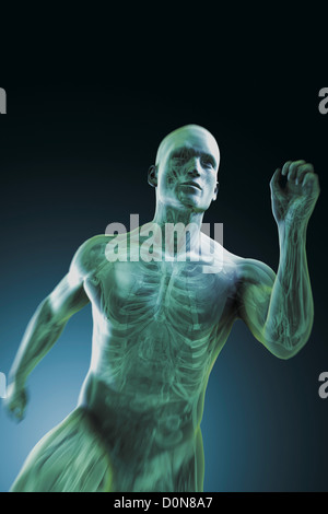 Una volata figura maschile con il sistema cardiovascolare e degli organi interni visibile entro il corpo. Foto Stock