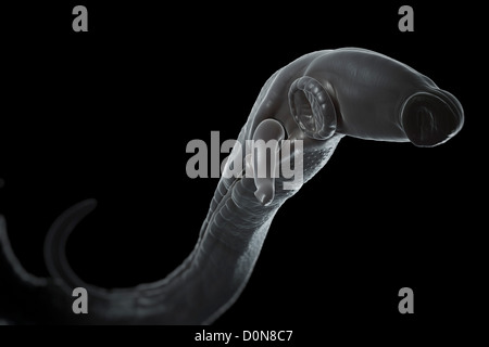 Schistosomiasis noto anche come la febbre di lumaca è un parassita malattia causata worm parassita genere Schistosoma. adulti femmine e maschi sono Foto Stock