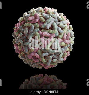 Struttura virus Sindbis (PDB 1LD4). SINV è membro della famiglia Togaviridae nella sottofamiglia alfavirus. Negli esseri umani virus è trasmesso Foto Stock