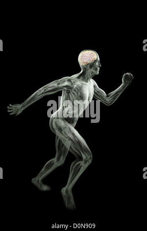 Una volata figura maschile con il cervello e gli organi interni visibile entro il corpo. Foto Stock