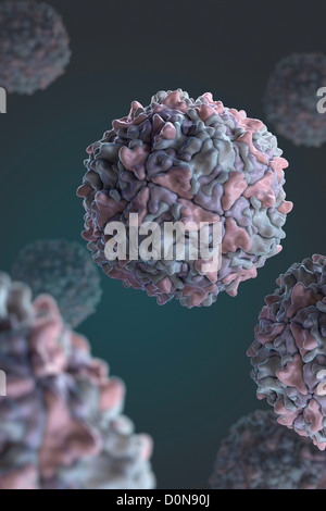 Struttura del Sabin il ceppo di tipo 3 di polio virus (PDB 2PLV). Foto Stock