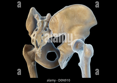 Parte posteriore vista di tre quarti di un modello anatomico della pelvi maschile e articolazioni dell'anca. Foto Stock