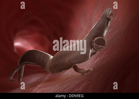 Schistosomiasis noto anche come la febbre di lumaca è un parassita malattia causata worm parassita genere Schistosoma. adulti femmine e maschi sono Foto Stock