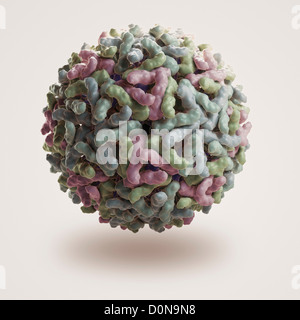 Struttura virus Sindbis (PDB 1LD4). SINV è membro della famiglia Togaviridae nella sottofamiglia alfavirus. Negli esseri umani virus è trasmesso Foto Stock