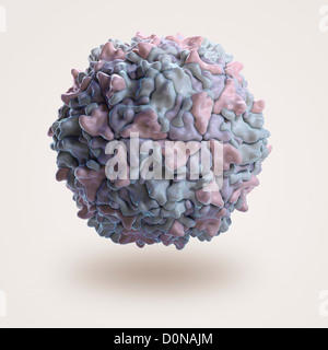 Struttura del Sabin il ceppo di tipo 3 di polio virus (PDB 2PLV). Foto Stock