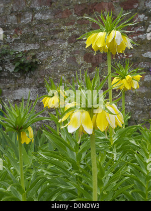 La corona imperiale ( Fritillary Fritillaria imperialis ) ' Maxima Lutea ' Foto Stock