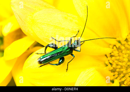 Fiore Thick-Legged Beetle(Oedemera nobilis) Foto Stock