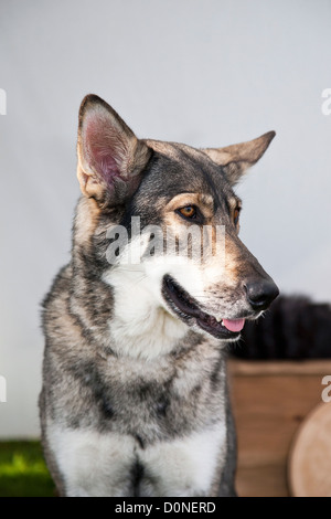 Wolfdog Saarloos Wolfhound o Foto Stock