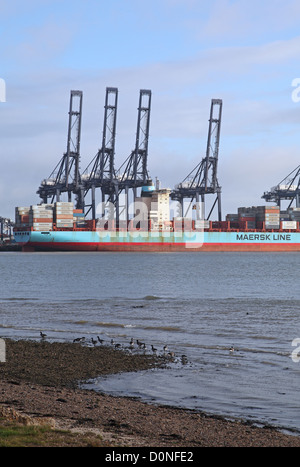 Un contenitore nave attende il caricamento nel porto di Felixstowe, Suffolk, Regno Unito il più grande porto di contenitore Foto Stock