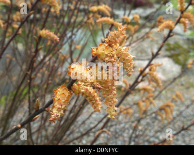 Myrica gale ( Bog mirto, dolce Gale o dolce Bayberry ) con amenti maschili in primavera, REGNO UNITO Foto Stock