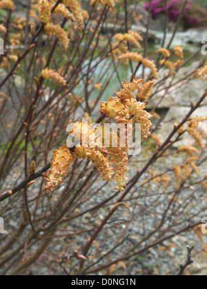 Myrica gale ( Bog mirto, dolce Gale o dolce Bayberry ) con amenti maschili in primavera, REGNO UNITO Foto Stock