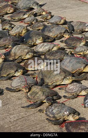 Dead le tartarughe di mare sono schierate sul dock dopo essere state scaricate barca. La caccia di frodo rimane grave minaccia tartaruga di mare lungo le popolazioni Foto Stock