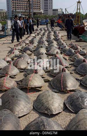 Dead le tartarughe di mare sono schierate sul dock dopo essere state scaricate barca. La caccia di frodo rimane grave minaccia tartaruga di mare lungo le popolazioni Foto Stock