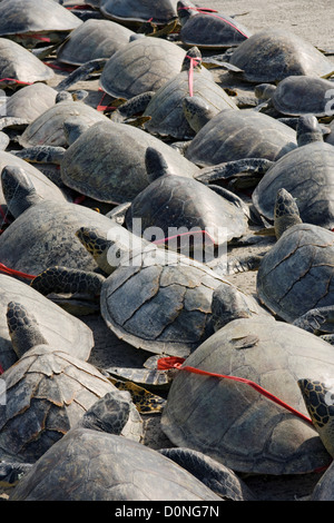 Dead le tartarughe di mare sono schierate sul dock dopo essere state scaricate barca. La caccia di frodo rimane grave minaccia tartaruga di mare lungo le popolazioni Foto Stock