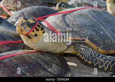 Dead le tartarughe di mare sono schierate sul dock dopo essere state scaricate barca. La caccia di frodo rimane grave minaccia tartaruga di mare lungo le popolazioni Foto Stock