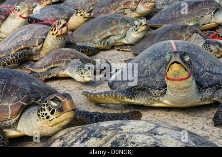 Dead le tartarughe di mare sono schierate sul dock dopo essere state scaricate barca. La caccia di frodo rimane grave minaccia tartaruga di mare lungo le popolazioni Foto Stock