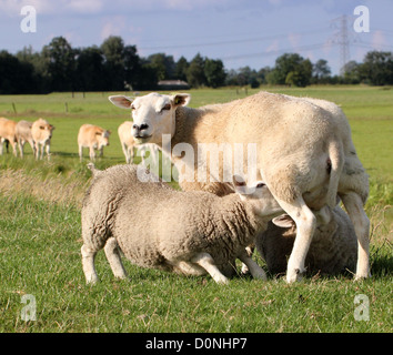 Due agnelli giovani bere latte dalle loro madri mammella in un prato estivo Foto Stock