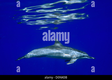 Spinner il Delfino Stenella longirostris, Kailua-Kona, Hawaii, Pacifico del Nord Foto Stock