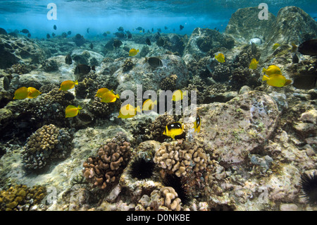 Barriere coralline e pesci, principalmente le linguette gialle, Zebrasoma flavescens, a Honaunau Bay, Kona, Big Island, Hawaii, STATI UNITI D'AMERICA Foto Stock