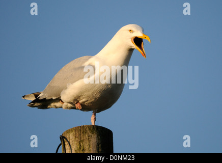 Un Gabbiano Aringhe (Larus argentatus) chiamate mentre in piedi su una gamba sola su un palo del telegrafo. .Rye Harbour Riserva Naturale. Foto Stock