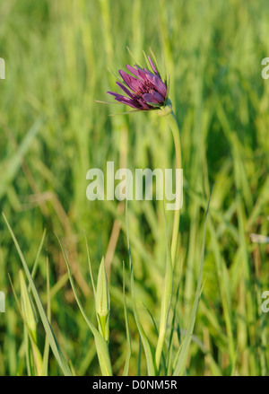 La Malva-fiori viola di Salsefrica (Tragopogon porrifolius) gowing nell'erba su un mare-muro. .Rye Harbour Riserva Naturale. Foto Stock