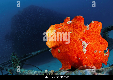 Arancione pesce rana gigante, Antennarius commersoni, sbadigli sequenza, Maldive. Foto Stock