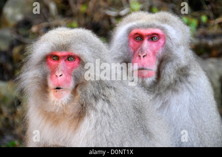 Neve giapponese MONKEY, Macaca fuscata, Jigokudani Monkey Park, Joshinetsu Kogen Parco Nazionale di Yamanouchi, Nagano, Giappone Foto Stock