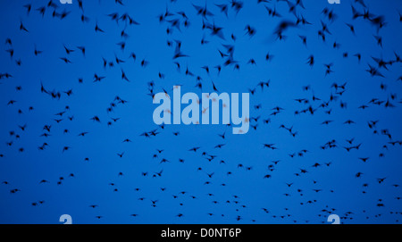 Starling Sturnus vulgaris posatoio a davidstow aerodromo in disuso in Cornovaglia Foto Stock